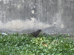 Turdus merula