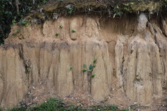 Brotogeris sanctithomae