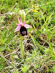 Ophrys bertolonii bertolonii