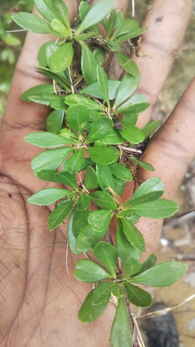 Arboa berneriana image