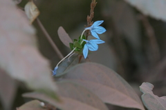 Ecbolium ligustrinum