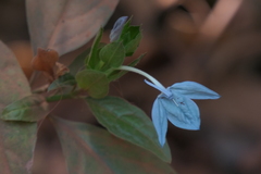 Ecbolium ligustrinum