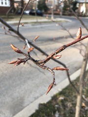 Magnoliopsida