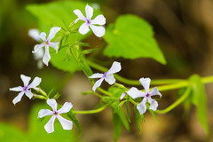 Phlox divaricata laphamii