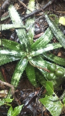 Aloe ankaranensis image