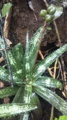 Aloe ankaranensis image