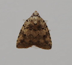 Tolpia conscitulana