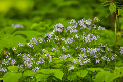 Phlox divaricata laphamii