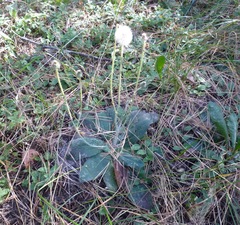 Pilosella flagellaris