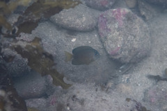 Ctenochaetus binotatus