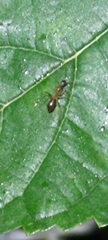 Anoplolepis gracilipes