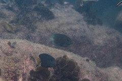 Ctenochaetus striatus