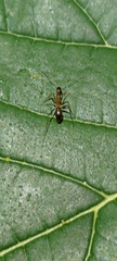 Anoplolepis gracilipes