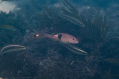 Parupeneus pleurostigma