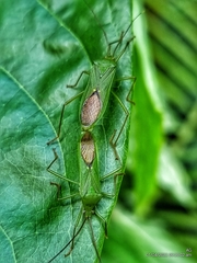 Homoeocerus graminis