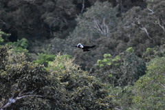 Ramphastos vitellinus