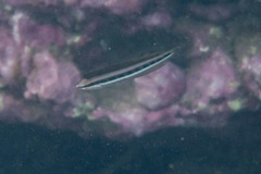 Aspidontus dussumieri