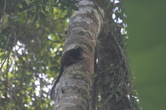 Saguinus fuscicollis