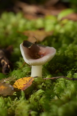 Russula roseopileata