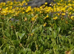 Ranunculus sulphureus