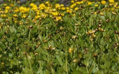 Ranunculus sulphureus
