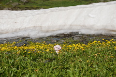 Ranunculus sulphureus