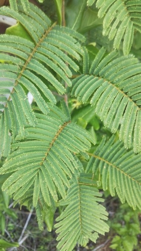 Albizia arenicola image