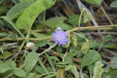 Stilpnopappus cearensis