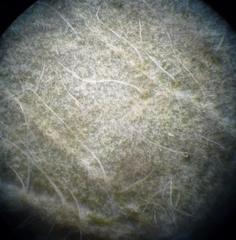 Pilosella flagellaris