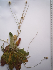 Pilosella flagellaris