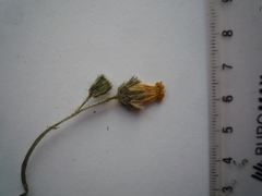 Pilosella flagellaris