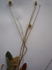 Pilosella flagellaris