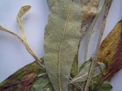 Pilosella flagellaris