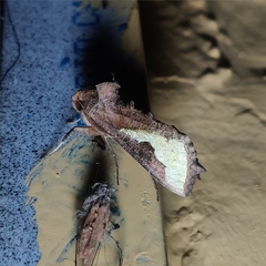 Thysanoplusia intermixta