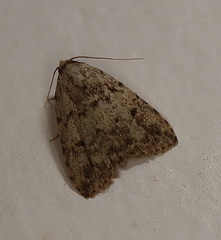 Tolpia conscitulana