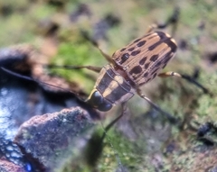 Mecocerina