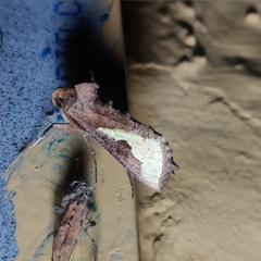 Thysanoplusia intermixta