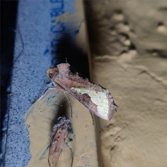 Thysanoplusia intermixta