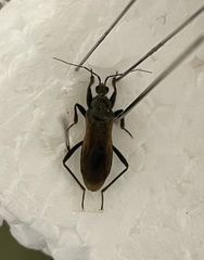 Peirates cinctiventris