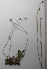 Pilosella piloselliflora