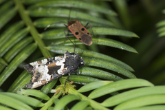 Phlogophora albovittata