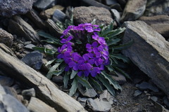 Erysimum pallasii