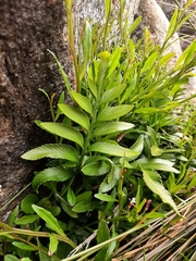 Asplenium decurrens