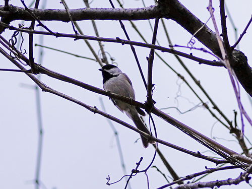 Carolina Chickadee photographed in Missouri