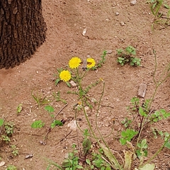 Macroglossum stellatarum