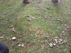 Melanoleuca grammopodia