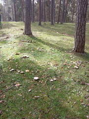 Melanoleuca grammopodia