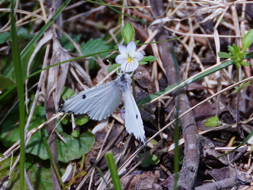 Falcate Orangetip