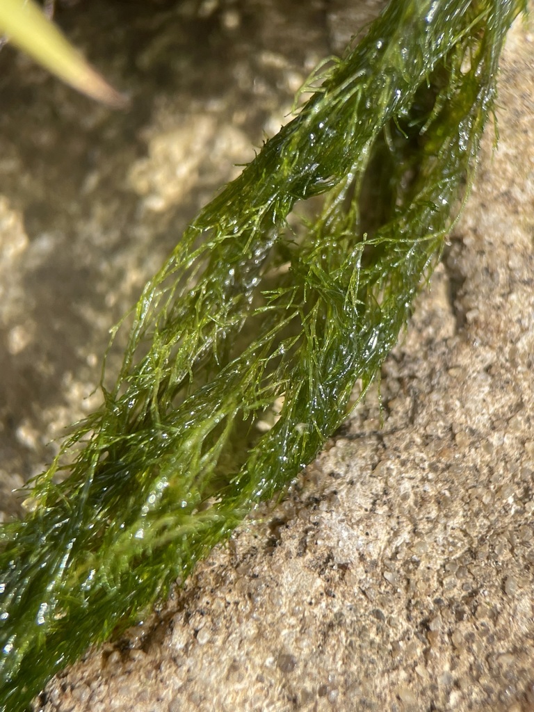 Cladophora glomerata