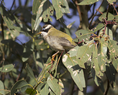 Melithreptus gularis